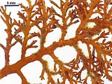 Feldmannia irregularis1